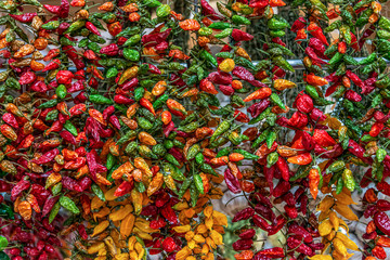 Close up view of hanging hot dried chili peppers on the local farmers market Mercado dos Lavradores...