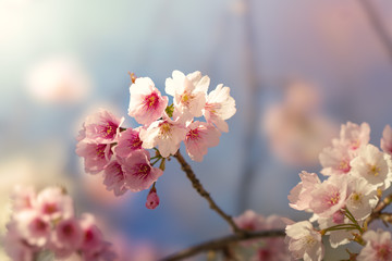 Fototapeta premium 桜の花