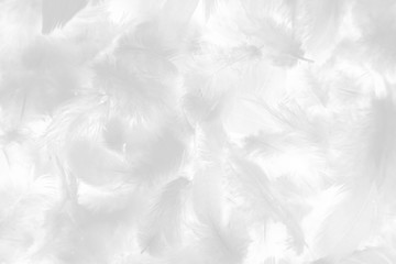 Beautiful abstract colorful gray and white feathers on white background and soft pink feather...