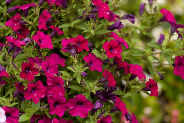 Bright bushes of blooming petunia