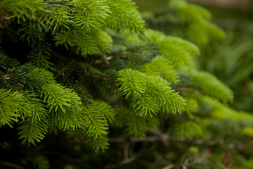 green branches of a young christmas tree