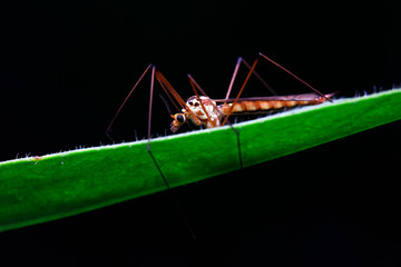 Large mosquitoes in a black background