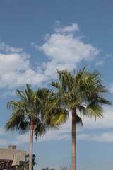 Fototapeta premium palmtrees with blue sky and clouds