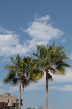 palmtrees with blue sky and clouds