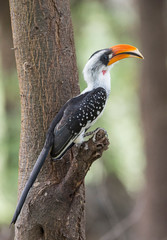 Jackson's Hornbill seen sitting on a tree branch at lake Bogoria, Kenya, Africa