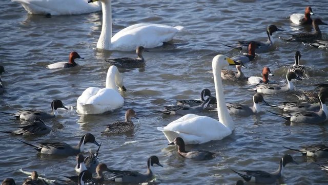 主食のお米の次は副菜の白菜です。ホシハジロやオナガガモも白菜をくわえています。にぎやかな食事。オオハクチョウ。2020年2月