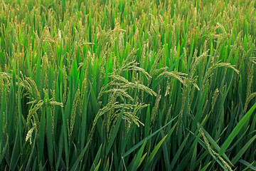 rice spike in the field