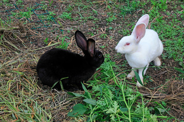 Rex rabbits eating wild grass