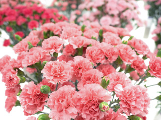 カーネーション