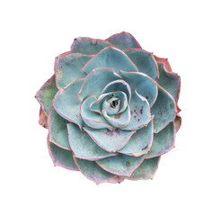 Obraz premium Miniature succulent plants (succulent cactus) isolated on white