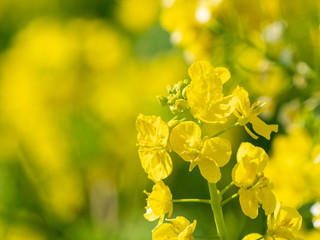 菜の花のクローズアップ