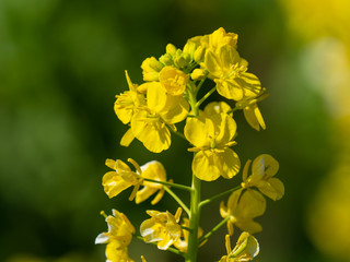 Obraz premium 菜の花のクローズアップ