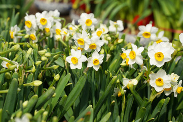Fototapeta premium arcissus blooming for chinese new year