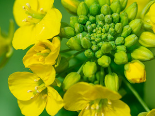 菜の花のクローズアップ