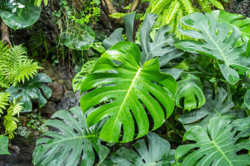 Tropical plants background of green leaves of Monstera plant leaf texture. © xiaoliangge