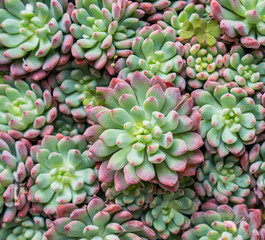 Miniature succulent plants (succulent cactus) at the garden