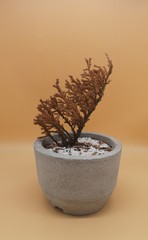 Mini Arid Wire Bonsai Tree