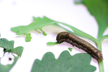 Caterpillar eating leaves on a white background