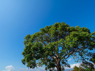 青空と大木