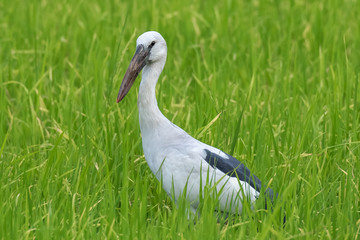 Anastomus oscitans bird in rice field.