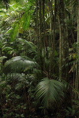 Mystic landscape with palms in the jungle Palmichal forest, Venezuela