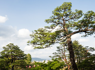 Big pine trees in the public park surrounding Kochi castle - Kochi prefecture, Japan