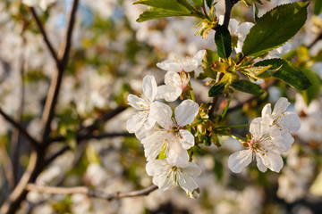 Branches of blooming cherry tree in a spring orchard.