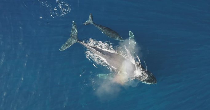 Aerial view of a mother and baby humpback whale swimming together in calm blue ocean water, humpback whale spouting, humpback whale with its child