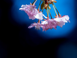 Fototapeta na wymiar 河津桜のある風景　２月　二宮町　神奈川県　日本