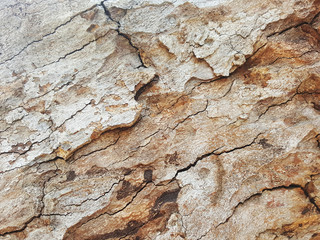 Natural old tree bark with beautiful patterns.