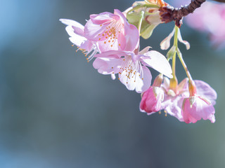河津桜のある風景　２月　二宮町　神奈川県　日本