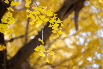いちょうの葉