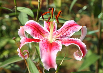 Fresh pink lilly on nature background