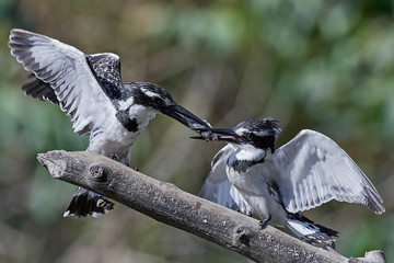 Fototapeta premium Pied kingfisher (Ceryle rudis) in its natural habitat