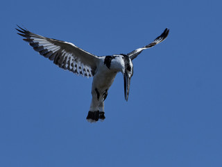 Pied kingfisher (Ceryle rudis) in its natural habitat