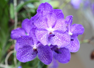 Obraz premium purple vanda orchids of Thailand