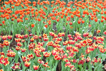 Colorful tulips in the park.