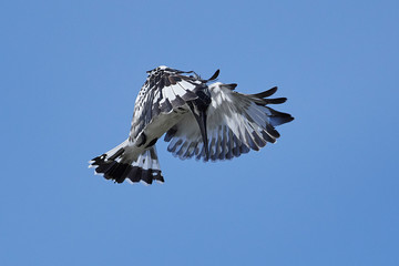 Pied kingfisher (Ceryle rudis) in its natural habitat
