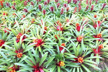 Fototapeta premium Bromeliad flower