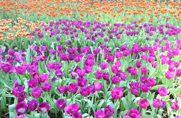 Colorful tulips in the park.