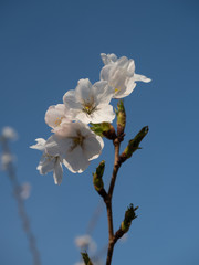 Cherry blossom in the graden