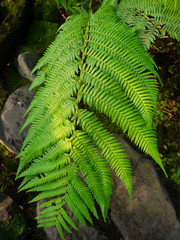 A fern is a member of a group of vascular plants that reproduce via spores and have neither seeds nor flowers