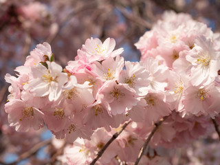 Cherry blossom in the graden