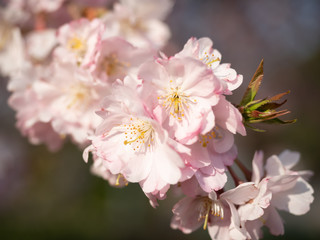 Cherry blossom in the graden