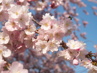 Cherry blossom in the graden