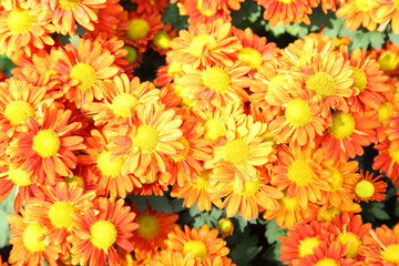  Orange chrysanthemum