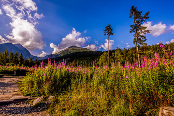 Beautiful waterfall flowing from top of a stone wall. Waterfalll Skok. Mlynicka valley with stone hiking trail. High Tatras mountains in Slovakia © Zedspider
