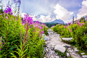 Beautiful waterfall flowing from top of a stone wall. Waterfalll Skok. Mlynicka valley with stone hiking trail. High Tatras mountains in Slovakia © Zedspider