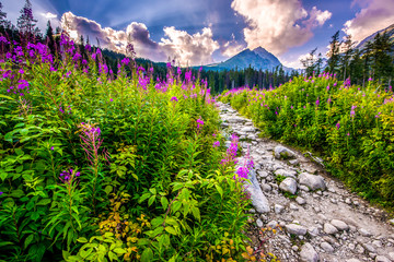 Beautiful waterfall flowing from top of a stone wall. Waterfalll Skok. Mlynicka valley with stone hiking trail. High Tatras mountains in Slovakia © Zedspider