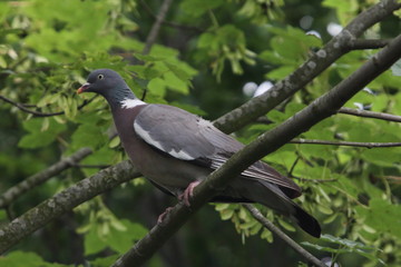 Wood pigeon  (Columba palumbus)